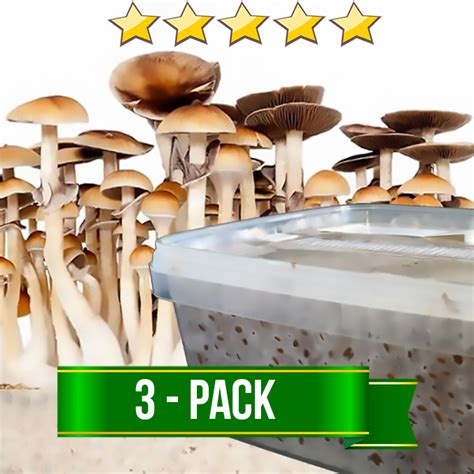 Expand your mind with eBay's magic mushroom grow kits.